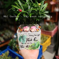 cây tùng vạn niên CTVN181