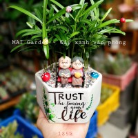 cây tùng vạn niên CTVN187