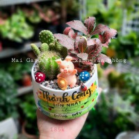 xương rồng 185k