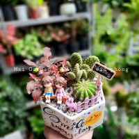 xương rồng mix cẩm nhung XR228