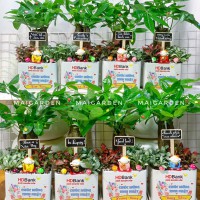 CHẬU CÂY KIM NGÂN MIX CẨM NHUNG IN LOGO- CKN363