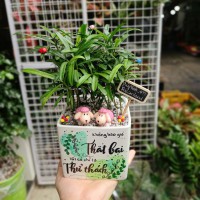 cây tùng vạn niên TVN181