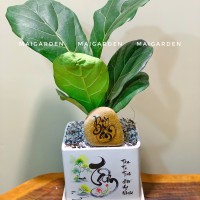 CHẬU CÂY BÀNG SINGAPORE - BS232