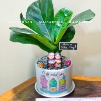 CHẬU CÂY BÀNG SINGAPORE - BS257