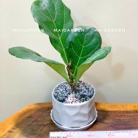 CHẬU CÂY BÀNG SINGAPORE - BS127
