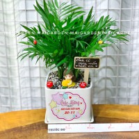 CHẬU CÂY CAU TIỂU TRÂM