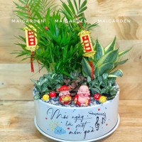 CHẬU CÂY CAO TIỂU TRÂM MIX LƯỠI HỔ CẨM NHUNG - CTTM520