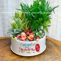 CHẬU CÂY CAU TIỂU TRÂM MIX LƯỠI HỔ, CẨM NHUNG XANH ĐỎ
