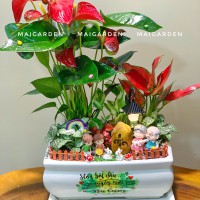 CHẬU CÂY HỒNG MÔN mix vạn lộc đỏ, cẩm nhung - HM690