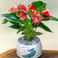 CHẬU CÂY HỒNG MÔN - HM248