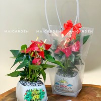 CHẬU CÂY HÒNG MÔN - HM243 ( GIÁ CHƯA BAO GỒM TÚI NHƯ HÌNH)