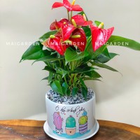 CHẬU CÂY HỒNG MÔN - HM245