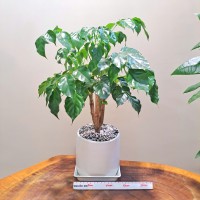 CHẬU CÂY HẠNH PHÚC - HP255