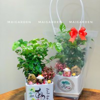 CHẬU CÂY HẠNH PHÚC MIX CẨM NHUNG - HPM320 (giá chưa bao gồm túi)
