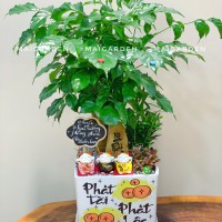 CHẬU CÂY HẠNH PHÚC MIX TÙNG VẠN NIÊN, CẨM NHUNG - HPM564