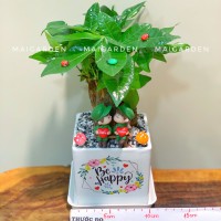 CHẬU CÂY KIM NGÂN - CKN252
