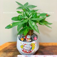 CHẬU CÂY KIM NGÂN - CKN235