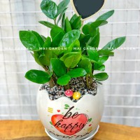 CHẬU CÂY KIM TIỀN KT225