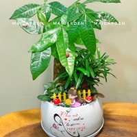 CHẬU CÂY KIM NGÂN MIX TÙNG VẠN NIÊN, CẨM NHUNG - KN365
