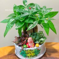 CHẬU CÂY KIM NGÂN MIX CẨM NHUNG - KN343