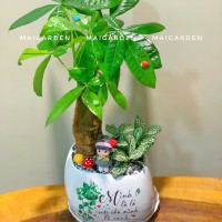 CHẬU CÂY KIM NGÂN MIX CẨM NHUNG - KN278