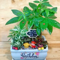 CHẬU CÂY KIM NGÂN MIX TRẦU BÀ CẨM NHUNG - KNM489