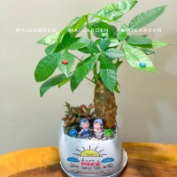 CHẬU CÂY KIM NGÂN MIX CẨM NHUNG - KN283