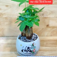 CHẬU CÂY KIM NGÂN - KN120