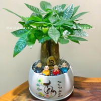 CHẬU CÂY KIM NGÂN - CKN327