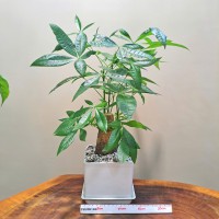 CHẬU CÂY KIM NGÂN - CKN235