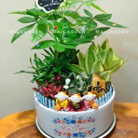 CHẬU CÂY KIM NGÂN MIX LƯỠI HỔ, TÙNG VẠN NIÊN, CẨM NHUNG - KNM690