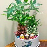 CHẬU CÂY KIM NGÂN MIX TÙNG VẠN NIÊN CẨM NHUNG - KN564