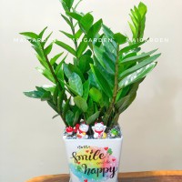CHẬU CÂY KIM TIỀN - KT304