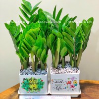 CHẬU CÂY KIM TIỀN - CKT245