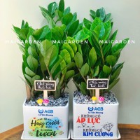 CHẬU CÂY KIM TIỀN - CKT273
