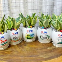 CHẬU CÂY LƯỠI HỔ IN LOGO CÔNG TY - LH210