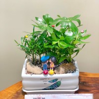 CHẬU CÂY NGŨ GIA BÌ MIX TÙNG VẠN NIÊN - NGB315