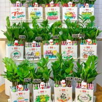 Chậu cây kim tiền in logo - CCKT239