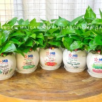 CHẬU CÂY TRẦU BÀ IN LOGO CÔNG TY - TB173