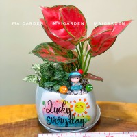 CHẬU CÂY VẠN LỘC ĐỎ MIX CẨM NHUNG - VLN233