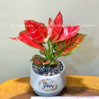 CHẬU CÂY VẠN LỘC ĐỎ - VL160