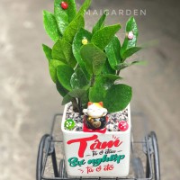  CÂY KIM TIỀN CTK200