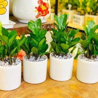 CÂY KIM TIỀN - CHẬU TRƠN - KT155
