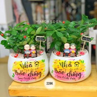 CÂY NGŨ GIA BÌ CNGB228