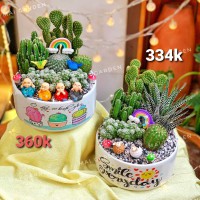 CÂY XƯƠNG RỒNG MIX - GIÁ NHƯ HÌNH