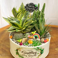 CÂY XƯƠNG RỒNG MIX CÂY LƯỠI HỔ