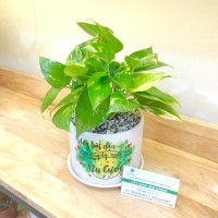 CHẬU CÂY TRẦU BÀ TB156