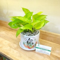 CHẬU CÂY TRẦU BÀ TB156