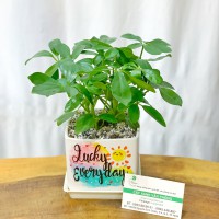 CHẬU CÂY NGŨ GIA BÌ -CNGB182