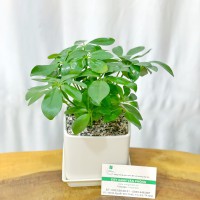 CHẬU CÂY NGŨ GIA BÌ - NGB167